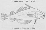 Gilson (1921, fig. 62) Gilson (1921, fig. 62)