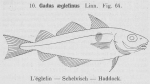 Gilson (1921, fig. 64) Gilson (1921, fig. 64)