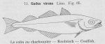 Gilson (1921, fig. 65) Gilson (1921, fig. 65)
