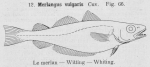 Gilson (1921, fig. 66) Gilson (1921, fig. 66)
