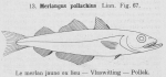 Gilson (1921, fig. 67) Gilson (1921, fig. 67)