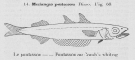 Gilson (1921, fig. 68) Gilson (1921, fig. 68)