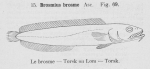 Gilson (1921, fig. 69) Gilson (1921, fig. 69)