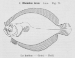 Gilson (1921, fig. 71) Gilson (1921, fig. 71)