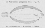 Pleuronectiformes