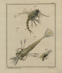 Slabber (1778, pl. 05) Slabber (1778, pl. 05)