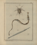 Slabber, M. (1778). Natuurkundige verlustigingen, behelzende microscopise waarneemingen van in- en uitlandse water- en land-dieren. J. Bosch: Haarlem. 166, 18 plates pp. Slabber, M. (1778). Natuurkundige verlustigingen, behelzende microscopise waarneemingen van in- en uitlandse water- en land-dieren. J. Bosch: Haarlem. 166, 18 plates pp.
