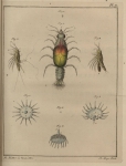 Slabber (1778, pl. 09) Slabber (1778, pl. 09)