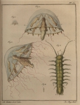 Slabber (1778, pl. 12) Slabber (1778, pl. 12)