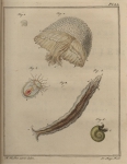 Slabber (1778, pl. 13) Slabber (1778, pl. 13)
