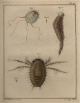 Slabber, M. (1778). Natuurkundige verlustigingen, behelzende microscopise waarneemingen van in- en uitlandse water- en land-dieren. J. Bosch: Haarlem. 166, 18 plates pp. Slabber, M. (1778). Natuurkundige verlustigingen, behelzende microscopise waarneemingen van in- en uitlandse water- en land-dieren. J. Bosch: Haarlem. 166, 18 plates pp.