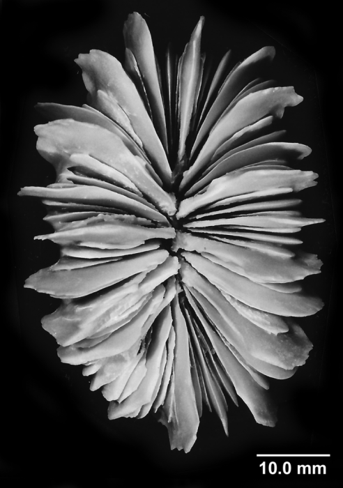 Desmophyllum dianthus, calicular view