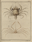 Slabber (1778, pl. 18) Slabber (1778, pl. 18)