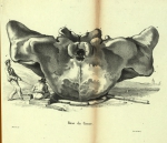 Dubar (1828, pl. 03) Dubar (1828, pl. 03)