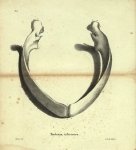 Dubar (1828, pl. 04) Dubar (1828, pl. 04)