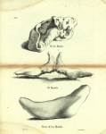 Dubar (1828, pl. 05) Dubar (1828, pl. 05)