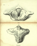 Dubar (1828, pl. 06) Dubar (1828, pl. 06)