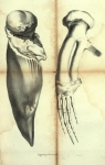 Dubar (1828, pl. 11) Dubar (1828, pl. 11)