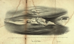 Dubar (1828, pl. 13) Dubar (1828, pl. 13)