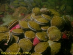 Adamussium colbecki 1