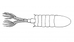 Tekening Eurytemora americana