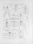 Meunier, A. (1913). Microplankton de la Mer Flamande: 1. Le genre Chaetoceros Ehr.. Mémoires du Musée Royal d'Histoire Naturelle de Belgique = Verhandelingen van het Koninklijk Natuurhistorisch Museum van België, VII(2). Hayez, imprim Meunier, A. (1913). Microplankton de la Mer Flamande: 1. Le genre Chaetoceros Ehr.. Mémoires du Musée Royal d'Histoire Naturelle de Belgique = Verhandelingen van het Koninklijk Natuurhistorisch Museum van België, VII(2). Hayez, imprim
