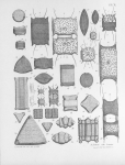 Meunier (1915, pl. 10)