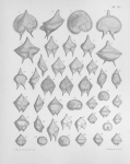 Meunier (1919, pl. 15) Meunier (1919, pl. 15)