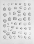 Toxic micro algae