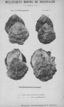 Bucquoy et al. (1887-1898, pl. 01) Bucquoy et al. (1887-1898, pl. 01)