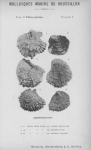 Bucquoy et al. (1887-1898, pl. 02) Bucquoy et al. (1887-1898, pl. 02)
