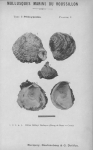 Bucquoy et al. (1887-1898, pl. 03) Bucquoy et al. (1887-1898, pl. 03)