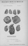 Bucquoy et al. (1887-1898, pl. 06) Bucquoy et al. (1887-1898, pl. 06)