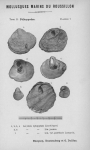Bucquoy et al. (1887-1898, pl. 07) Bucquoy et al. (1887-1898, pl. 07)