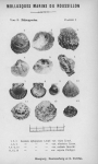 Bucquoy et al. (1887-1898, pl. 08) Bucquoy et al. (1887-1898, pl. 08)