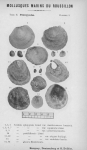 Bucquoy et al. (1887-1898, pl. 09) Bucquoy et al. (1887-1898, pl. 09)