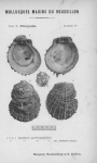 Bucquoy et al. (1887-1898, pl. 10) Bucquoy et al. (1887-1898, pl. 10)