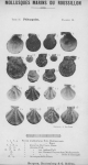 Bucquoy et al. (1887-1898, pl. 16) Bucquoy et al. (1887-1898, pl. 16)