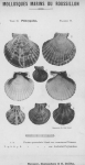 Bucquoy et al. (1887-1898, pl. 17) Bucquoy et al. (1887-1898, pl. 17)