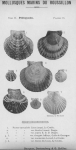 Bucquoy et al. (1887-1898, pl. 18) Bucquoy et al. (1887-1898, pl. 18)