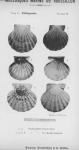 Bucquoy et al. (1887-1898, pl. 19) Bucquoy et al. (1887-1898, pl. 19)