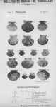 Bucquoy et al. (1887-1898, pl. 21) Bucquoy et al. (1887-1898, pl. 21)