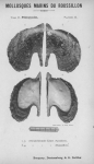 Bucquoy et al. (1887-1898, pl. 22) Bucquoy et al. (1887-1898, pl. 22)
