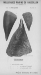 Bucquoy et al. (1887-1898, pl. 23) Bucquoy et al. (1887-1898, pl. 23)