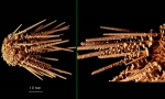 Austrocidaris spinulosa