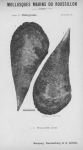 Bucquoy et al. (1887-1898, pl. 24) Bucquoy et al. (1887-1898, pl. 24)