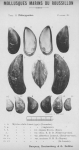 Bucquoy et al. (1887-1898, pl. 26) Bucquoy et al. (1887-1898, pl. 26)