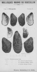 Bucquoy et al. (1887-1898, pl. 27) Bucquoy et al. (1887-1898, pl. 27)