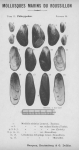 Bucquoy et al. (1887-1898, pl. 28) Bucquoy et al. (1887-1898, pl. 28)