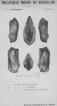 Bucquoy et al. (1887-1898, pl. 30) Bucquoy et al. (1887-1898, pl. 30)